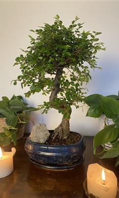 Bonsai Tree in Ceramic Pot