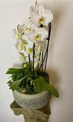 Large Planted White Orchid Display
