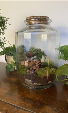 Terrarium Bell Plant