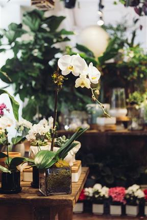 Luxury Interior Plants